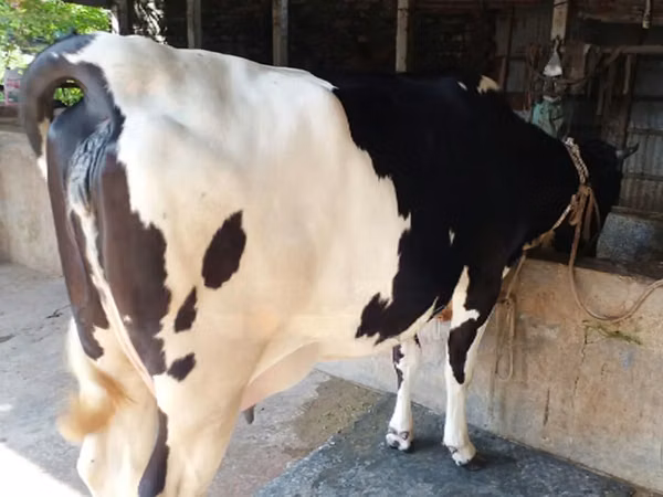 Mucca, Razza Holstein — Bangladesh