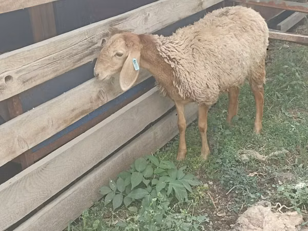 Sheep, Sheep — Kyrgyzstan