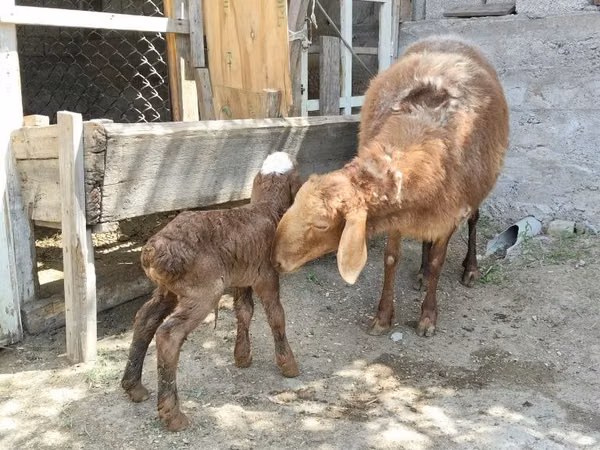 Ovce, Hissar sheep — Uzbekistán