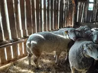 Domba jantan, Ile-de-France sheep — foto 2