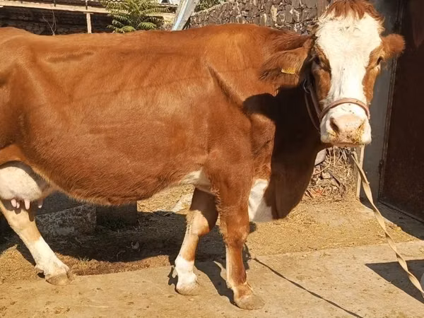 雌牛, Simmental cattle — ウズベキスタン