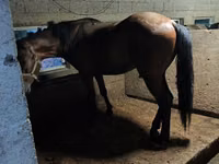 ঘোড়া, Arabian horse — ছবি 1
