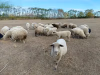 Får, Merino sheep — foto 4