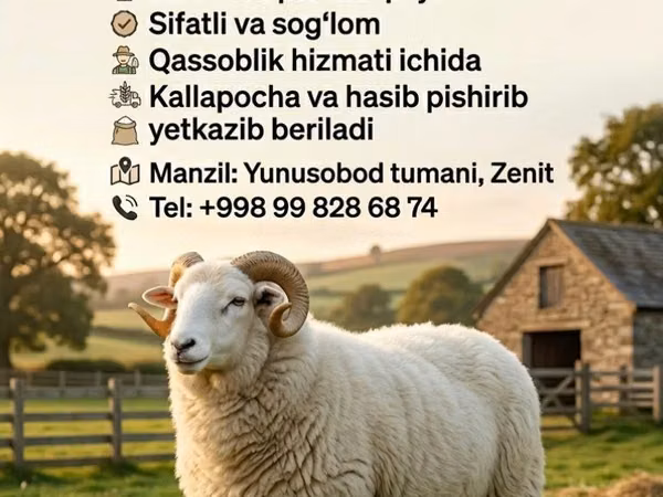 Widder, Schafe — Usbekistan