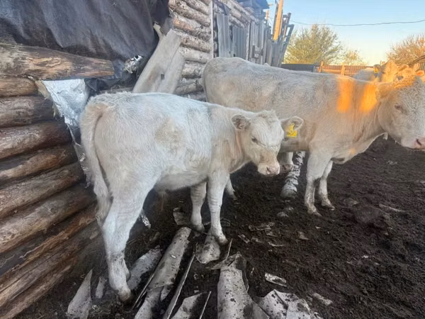 Bull, Auliekol breed