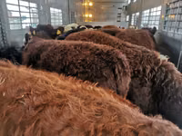 Boğa, Sığır — foto 1