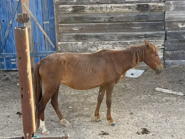 Mare, Horses — Kazakhstan