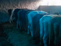 گاو نر, گاو — عکس 6