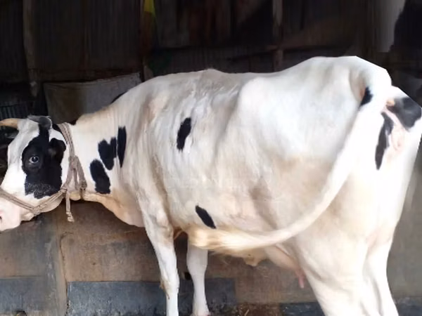 Cow, Holstein breed