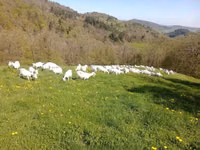 Ziege, Saanen goat — Foto 1