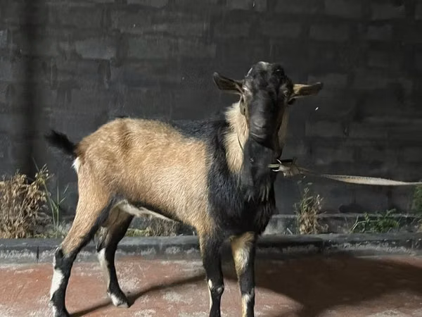 Goat, Alpine goat