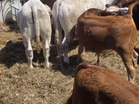 公牛, Limousin cow — 照片 6