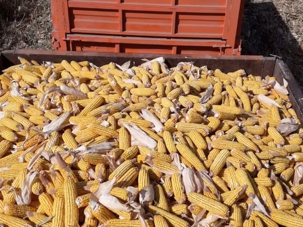 Жугору с полья сатылат около 60тонна 12сомдон. Продаю кукуруза с полья