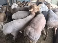 كبش, الأغنام — الصورة 2