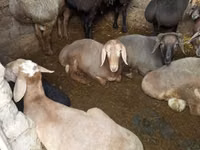 Ram, Sheep — photo 2