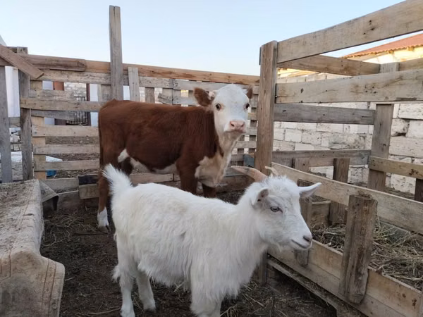 Krowa, Simmental cattle — Kazachstan