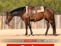 雌馬, Quarter Horse — 写真 1