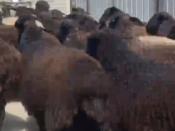 母羊, Sheep