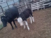 ላም, Cattle — ፎቶ 1