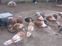 Turkeys — ছবি 7