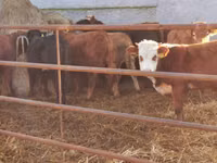 Bull, Simmental cattle — photo 2