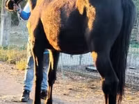 Kůň, Nonius horse — foto 2