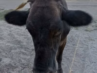 Bull, Swiss cattle — photo 3