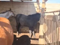 घोड़ा, Kazakh horse — फ़ोटो 2