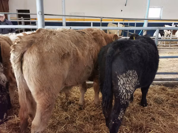 Bika, Simmental cattle