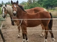 Mare, Haflinger — photo 7