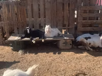 Goat, Nubian Goat — photo 3