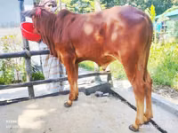 Dibi, Cattle — sawirka 2