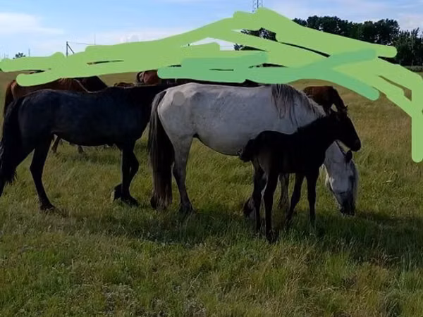 Mare, Horse breed — Kazakhstan