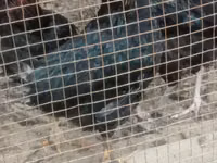 Chickens — zdjęcie 1