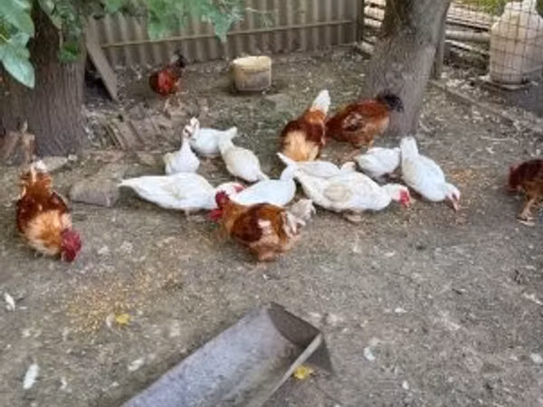 Ducks — Węgry