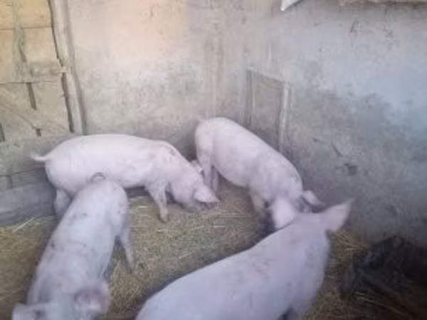 Pigs (batch, sex not specified), Pigs — Hungary