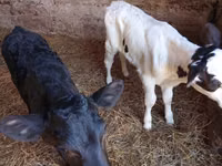 Koe, Limousin koe — foto 6