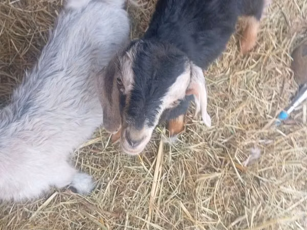 بز نر, Nubian Goat — قزاقستان