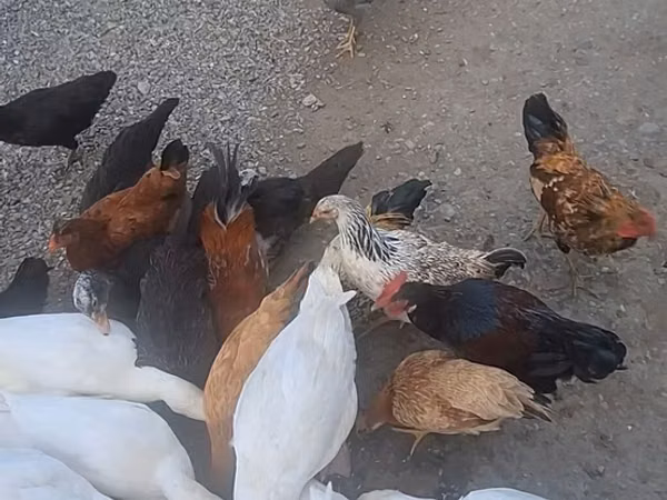 Amerika Pekin