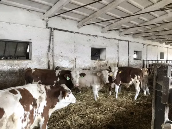公牛, Simmental cattle