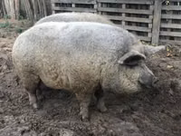 Pigs (batch, sex not specified) — photo 3
