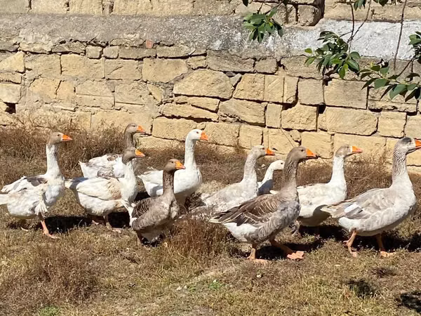Geese — جمهوری آذربایجان