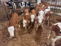 Bou, Simmental cattle — foto 4