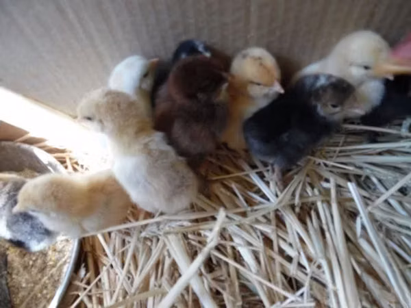 Chickens — Hungary