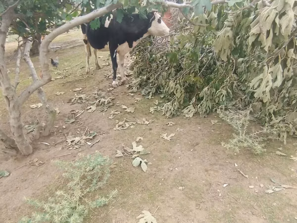 Krava, Simmental cattle