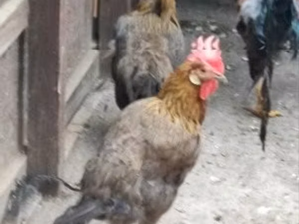 Chickens