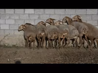 Sheep, Arashan sheep — photo 2