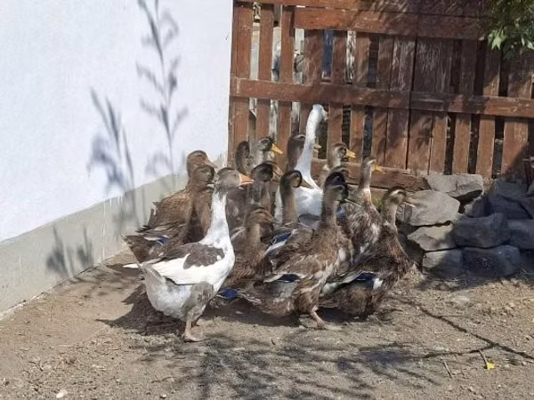 Ducks — Hungary