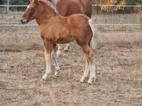 Mare, Horses — photo 1