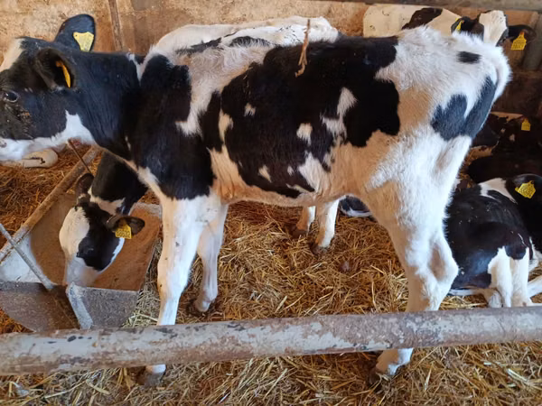 公牛, Russian Black pied cattle — 波兰